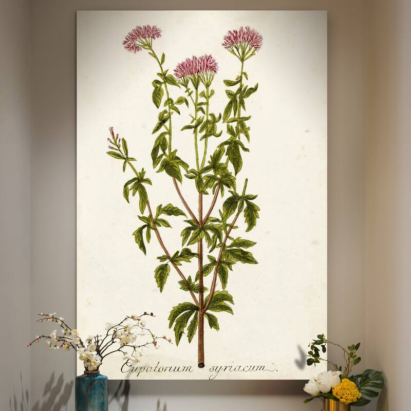 Antique Herb Botanical I -Premium Gallery Wrapped Canvas