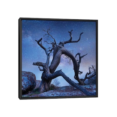 iCanvas "Pine Tree At Night, Mount Scott, Wichita Mountains Nwr, Oklahoma" by Tim Fitzharris Framed Canvas Print