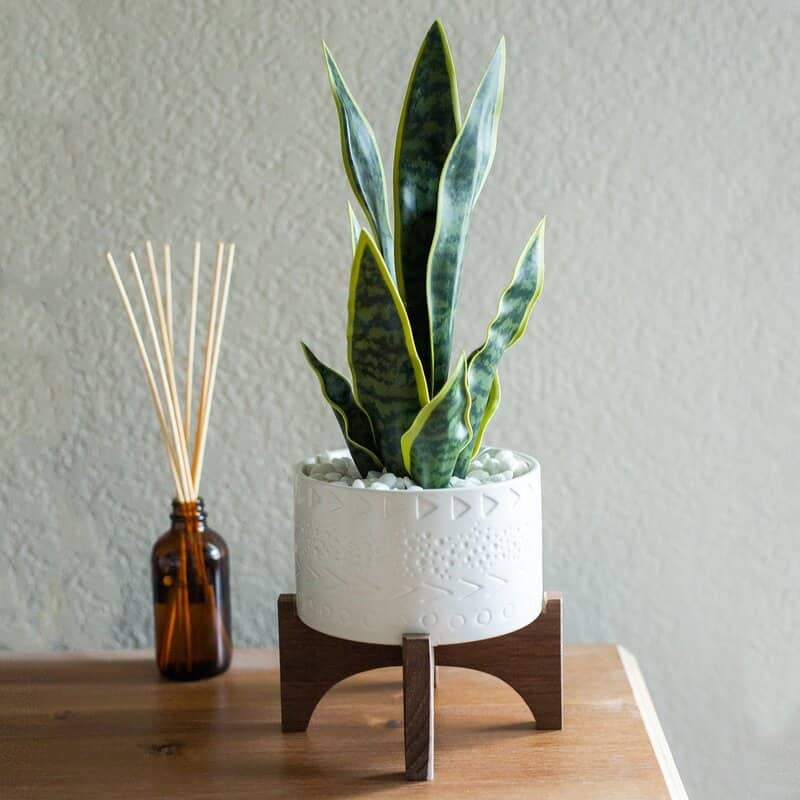 Mid-Century Modern Planter 5" Caveman Ceramic Planter on Wood Stand