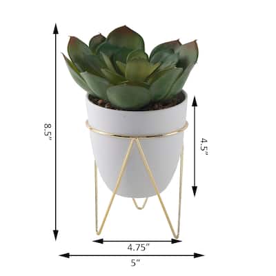 SUCC in 4.75" WH Pot in GD Metal Stand