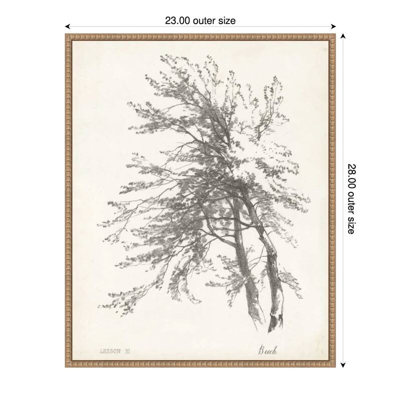 Beech Tree Study (23 x 28 in.), Framed Canvas Wall Art Print