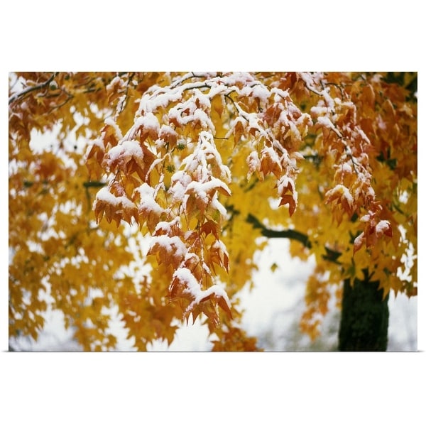 "Snow on autumn color leaves, Oregon, united states, " Poster Print