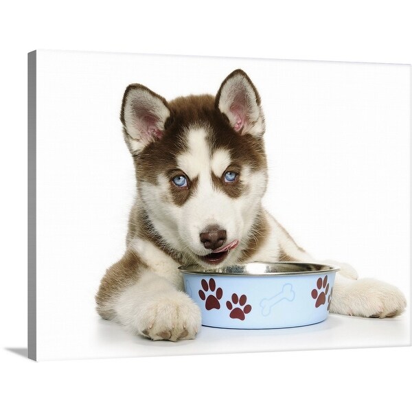"Puppy Husky eating from the bowl" Canvas Wall Art