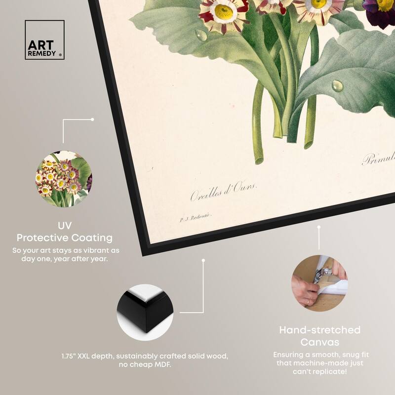 Auricula Varieties Canvas by Art Remedy