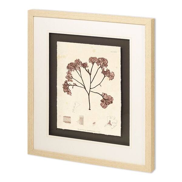 Phyllophora membranifolia Framed Art Print Bed Bath & Beyond 39198822