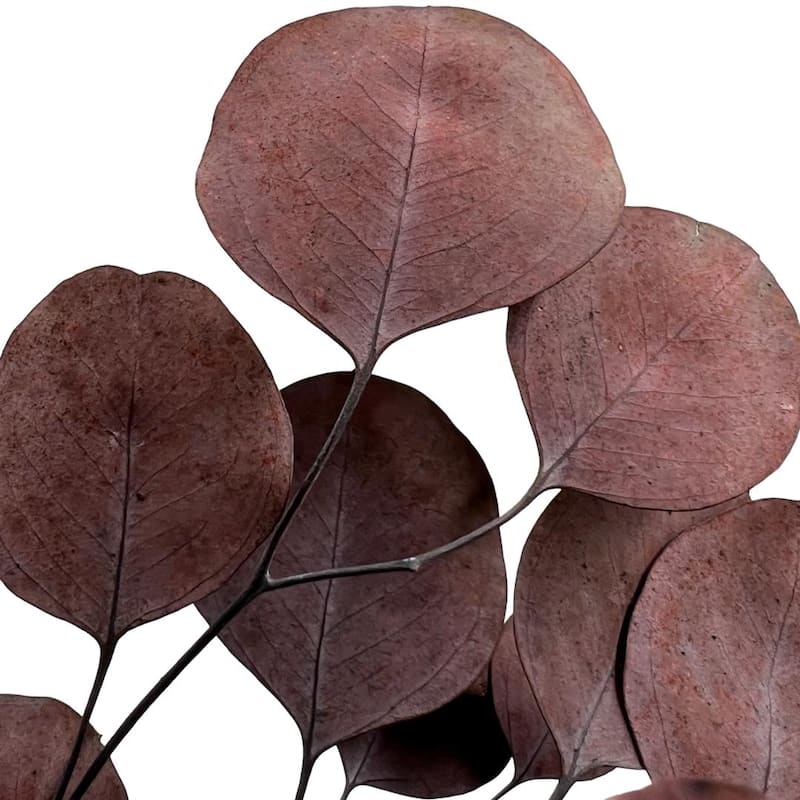 Bundle of 4 Preserved Eucalyptus Apple Leaves 24" long - 24 Inches