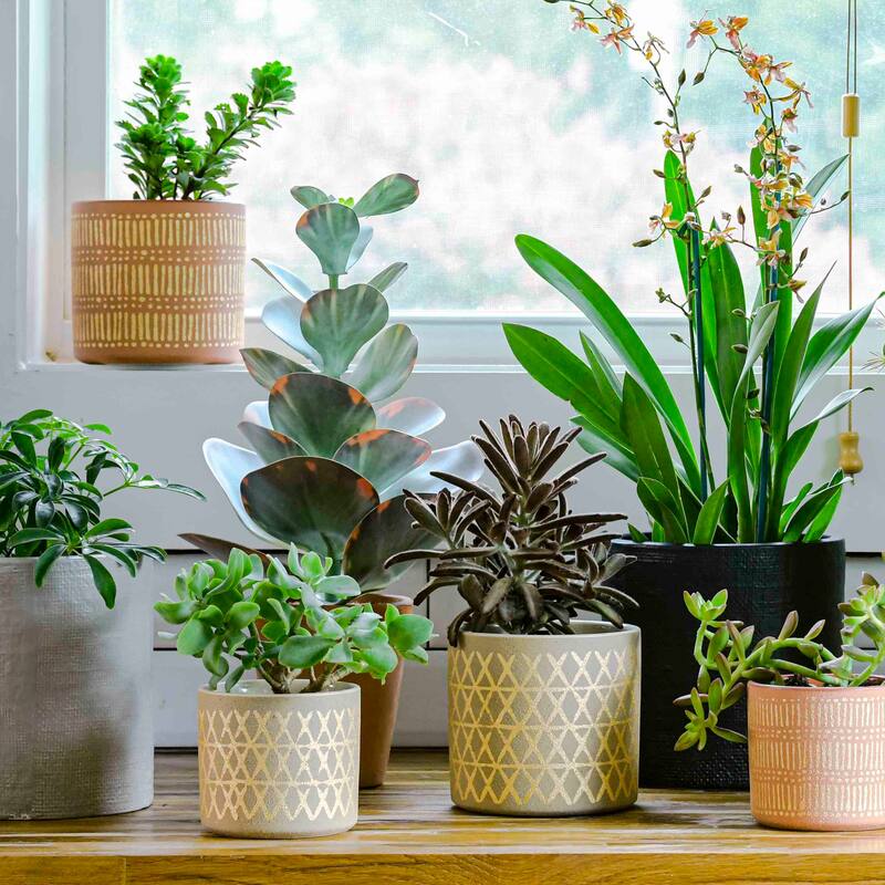 Faux Succulent in Terracotta Colored Pot
