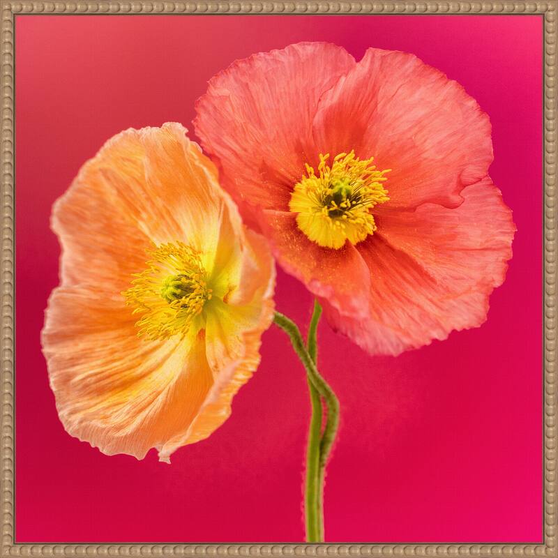 Luxuriously Lucent by Cheryl Eagers Framed Canvas Wall Art Print