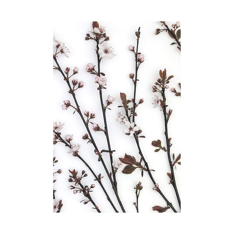 Budding Blossom (40 x 60) Canvas Art Print - Large