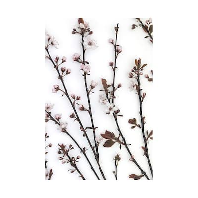 Budding Blossom (40 x 60) Canvas Art Print