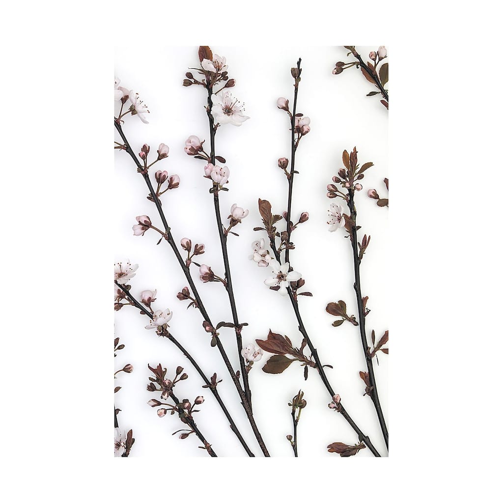 Budding Blossom (40 x 60) Canvas Art Print