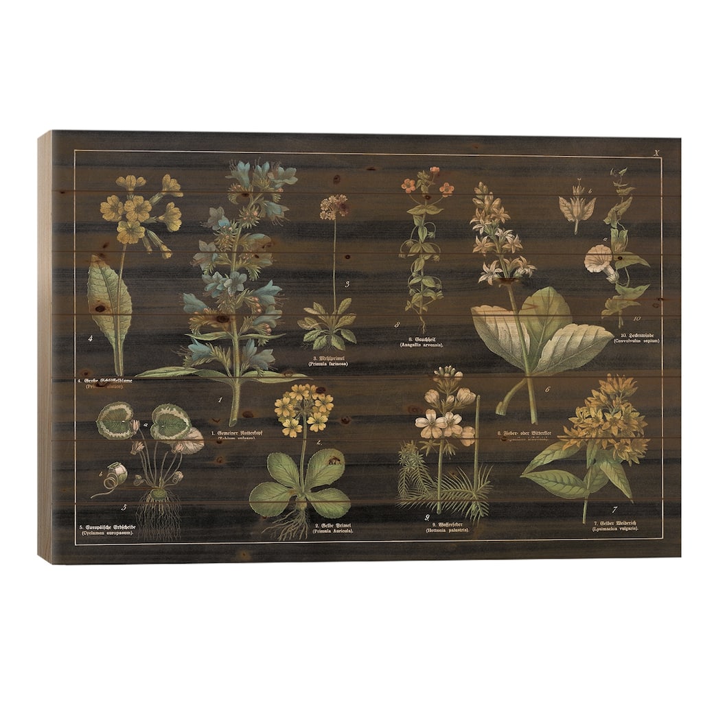 Botanical Floral Chart I Print On Wood by Wild Apple Portfolio - Multi-Color