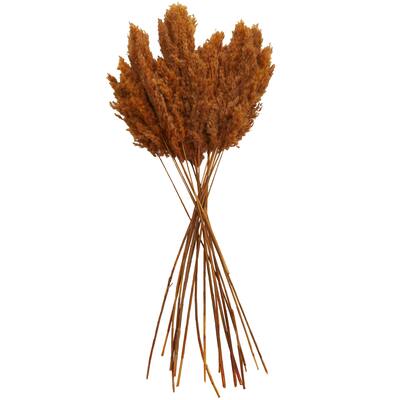 Dried Plant Pampas Grass Home Decor Natural Foliage with Long Stems - Orange - Roche River Decor