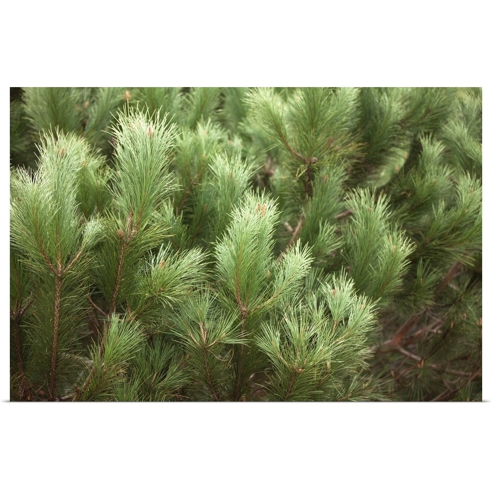 Shop Black Friday Deals On Pine Tree Branches Poster Print Overstock 16491941