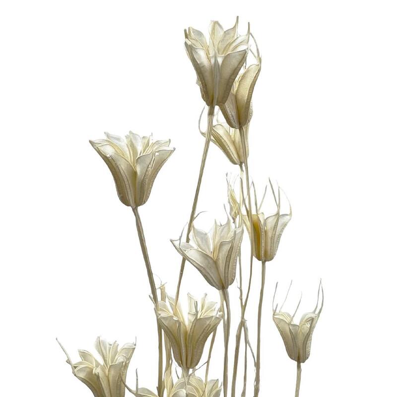Bundle of 4 Dried Octagon Flower, Nigella Orientalis-Love in a Mist, 24" - 24 inches
