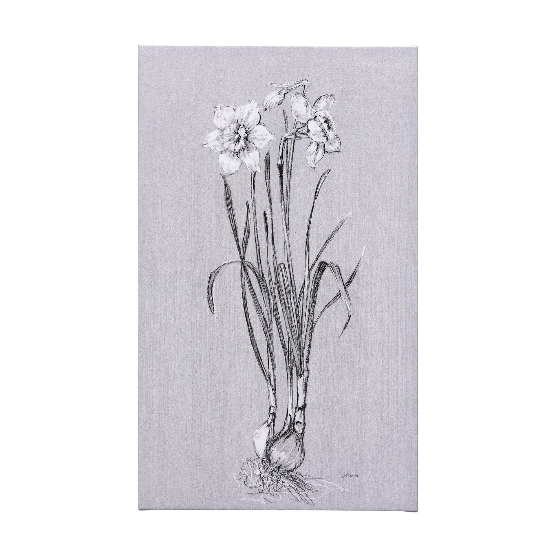 Mercana Botanical Sketches II (Grey) (36 x 60) Canvas Art Print