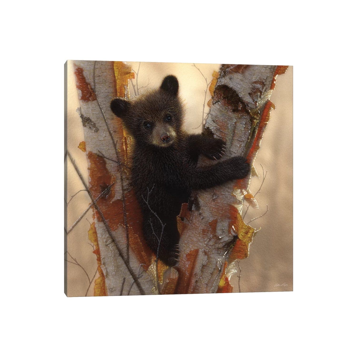 iCanvas "Curious Black Bear Cub I, Square" by Collin Bogle Canvas Print