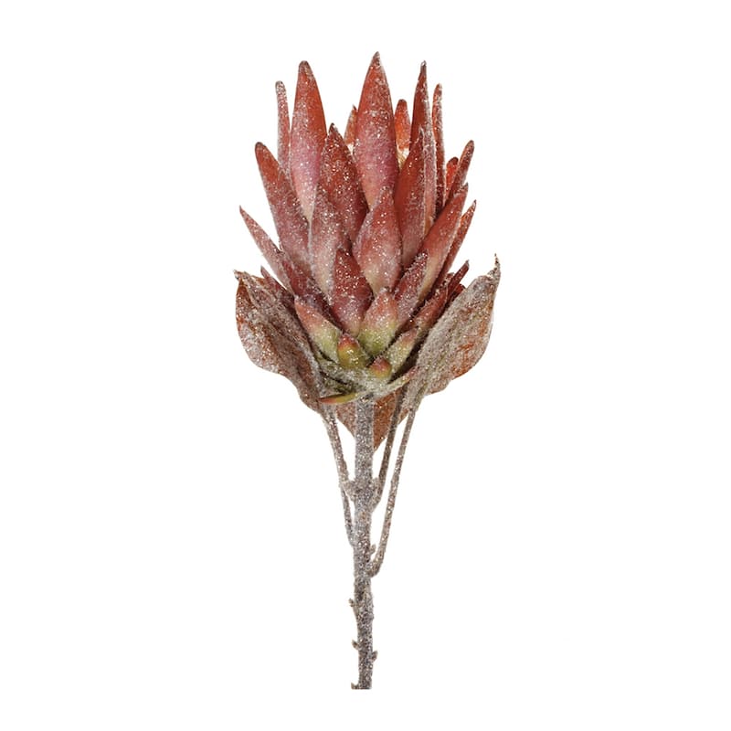 Orange Protea Flower Stem (Set of 2) - N/A