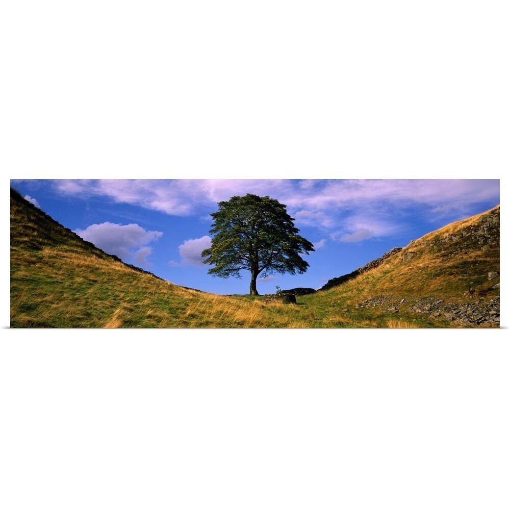 Shop Lone Tree Hadrian S Wall Sycamore Gap Northumberland