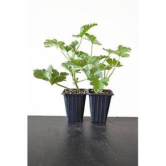 9GreenBox - Citronella Geranium - Mosquito Repellent Plants - 2 Pack - Bed  Bath & Beyond - 17936288