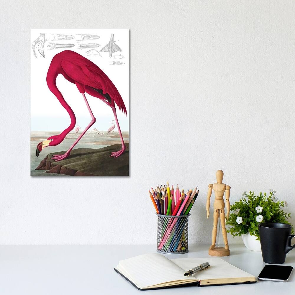 iCanvas "American Flamingo (Illustration From The Birds Of America)" by John James Audubon Canvas Print