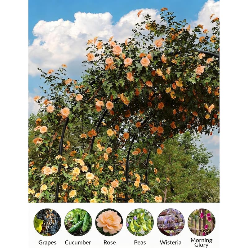 7.2 Feet Tall Garden Arch Trellis, for Climbing Plants
