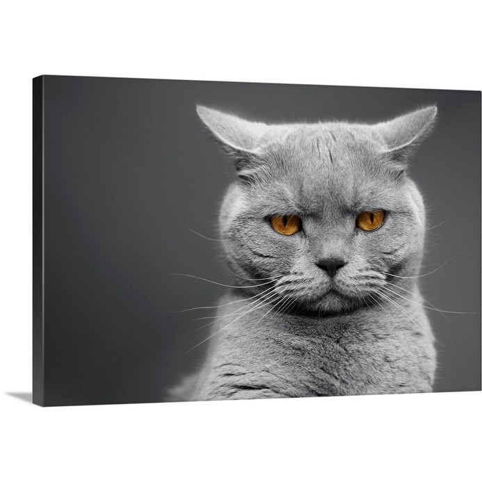 Shop British Shorthair Cats With Orange Eyes Canvas Wall Art