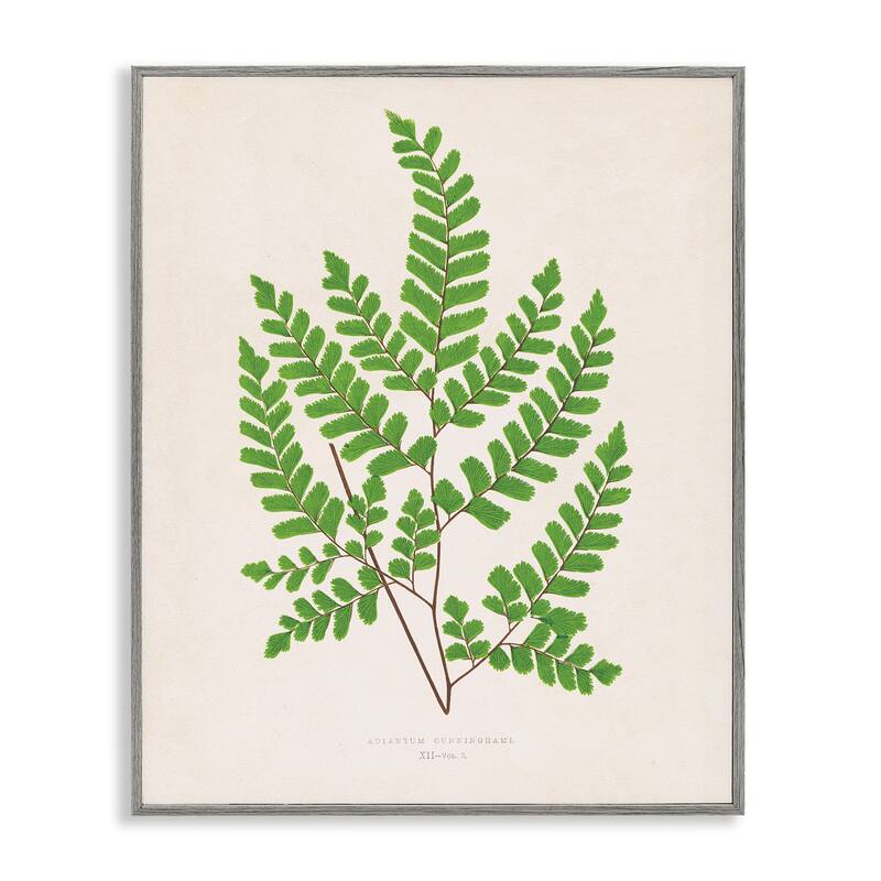 Stupell Woodland Sprigs Study Framed Giclee Art Design By Phillipa Katz - 16 x 20 - Grey