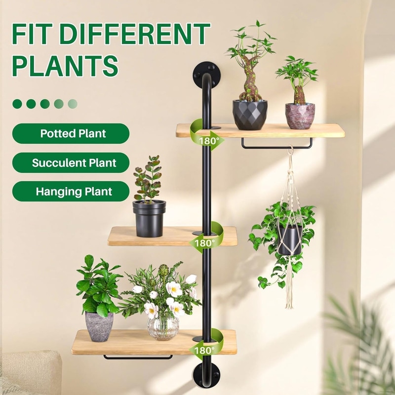 caring for a jade plant Jade Plant - Friendship Plant