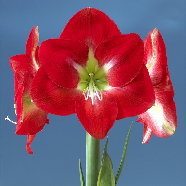 Van Zyverden Amaryllis Kit Monaco with shell Metal Cachepot - Bed