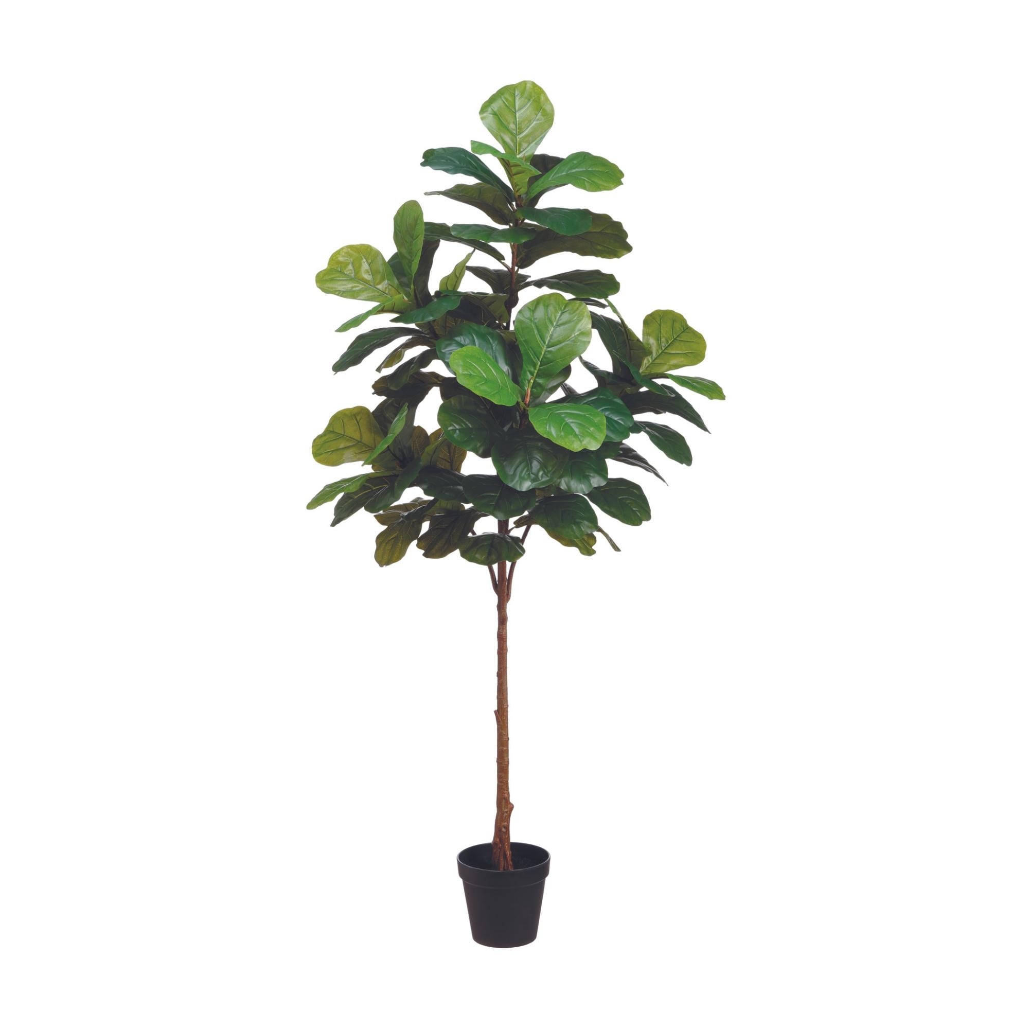6 ft Fiddle Leaf Fig Tree - Green
