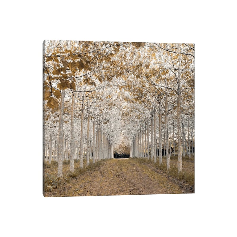 iCanvas "White Gold" by Assaf Frank Canvas Print