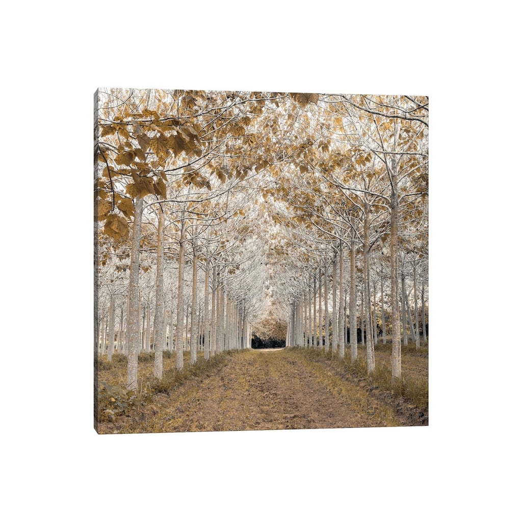 iCanvas "White Gold" by Assaf Frank Canvas Print