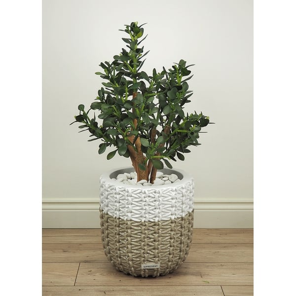 buy hope philodendron Philodendron bipinnatifidum 'Hope'