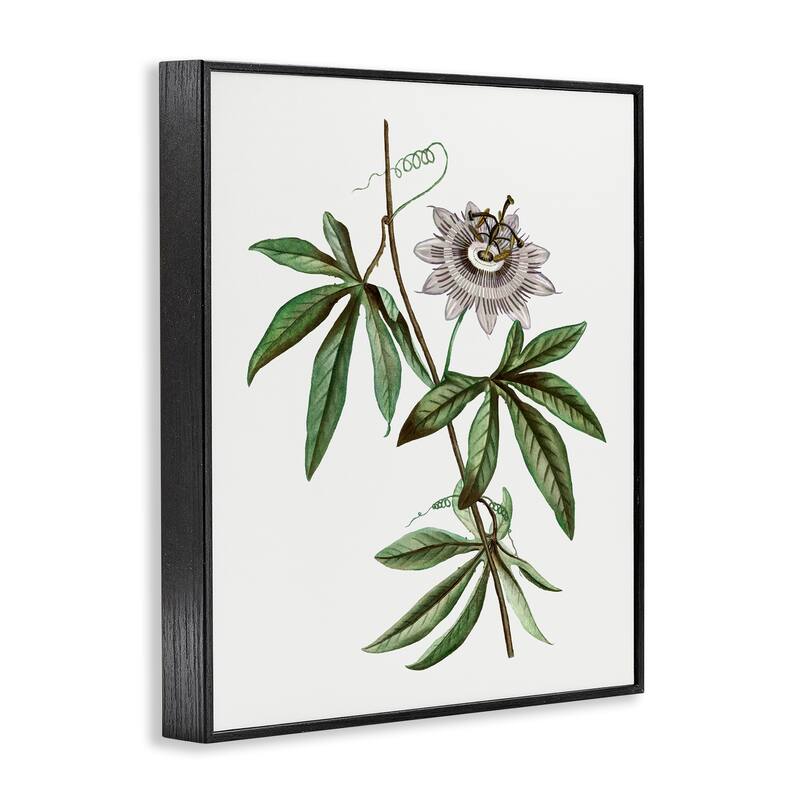 Stupell Vintage Circular Bloom Framed Giclee Art Design By CAD Designs