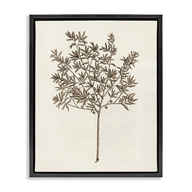 Stupell Vintage Study of Olive Tree Framed Floater Canvas Wall Art Design By Phillipa Katz - 25 x 31 - Black