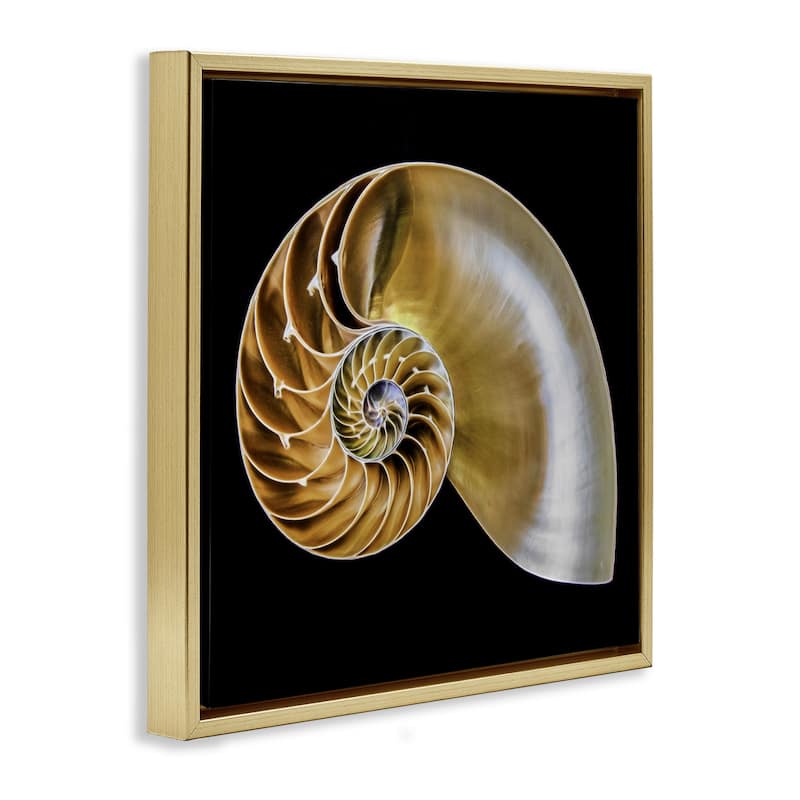 Stupell Tan Nautilus Shell on Black Framed Floater Canvas Wall Art Design By Mary Lou Johnson