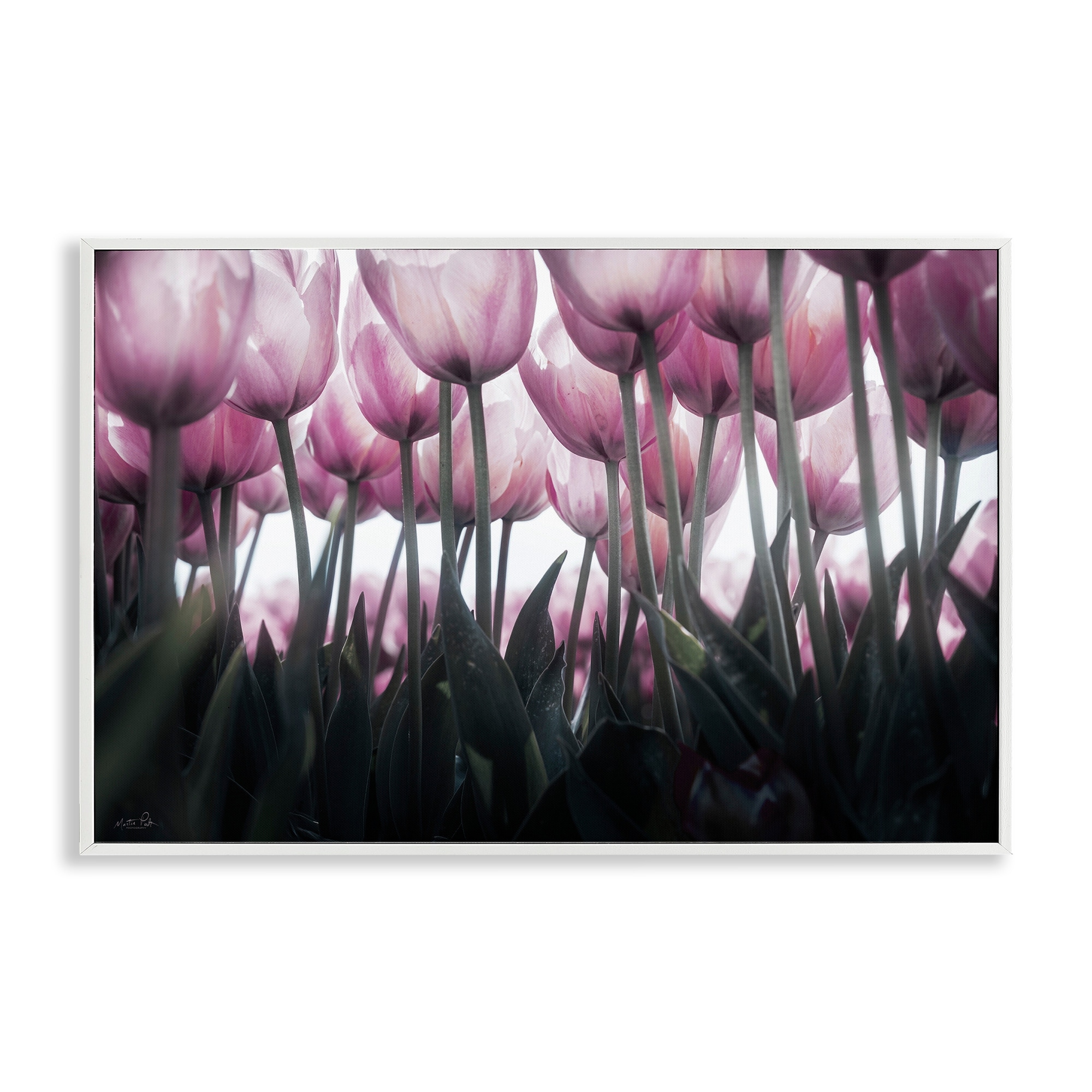 Stupell Uplifting Purple Tulip Field Framed Giclee Art Design By Martin Podt