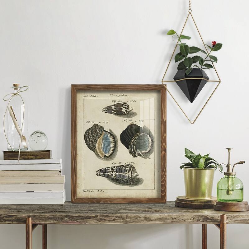 Vintage Shell Study III -Framed Print w/glass-Cherry Red