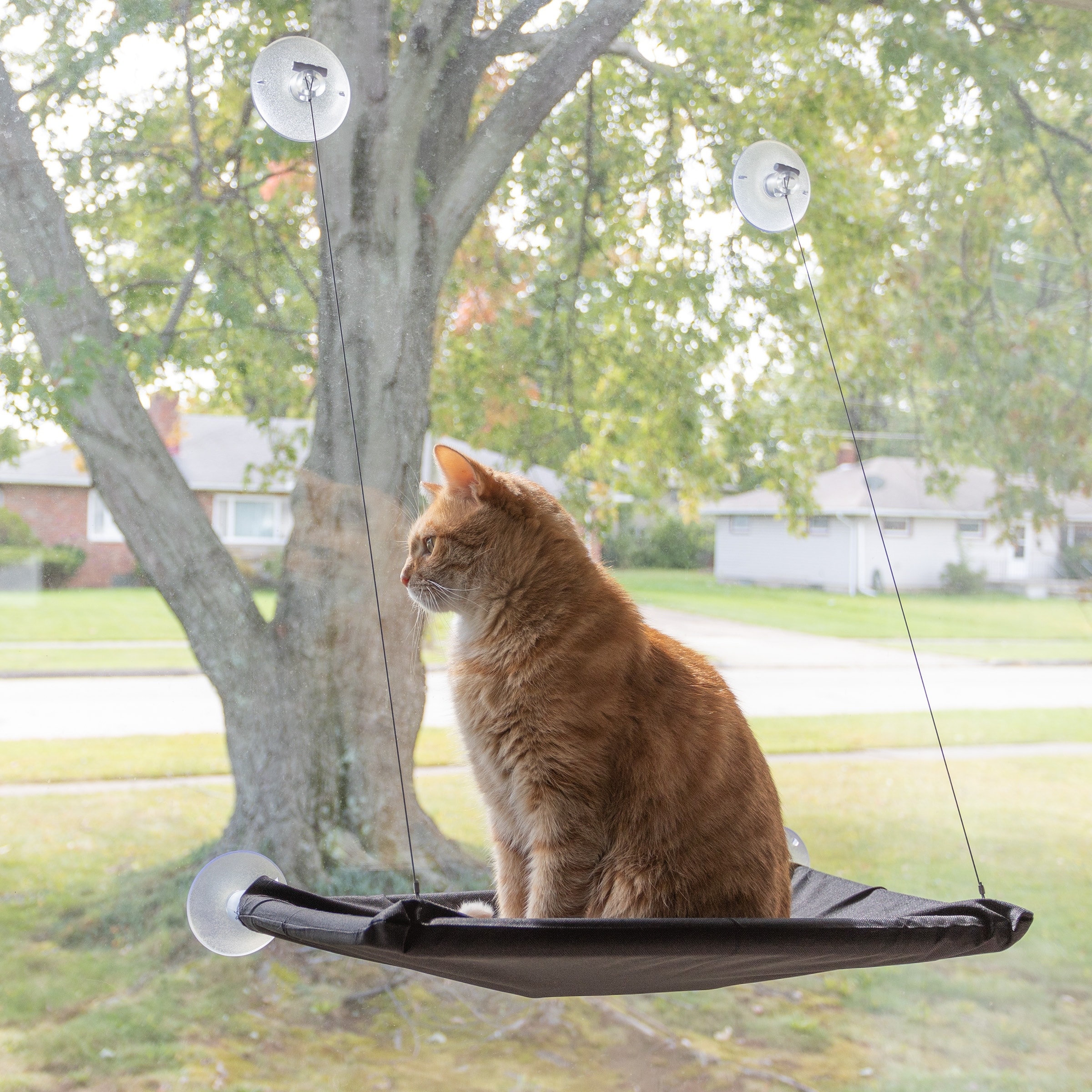 Cat window perch for large cats cheap