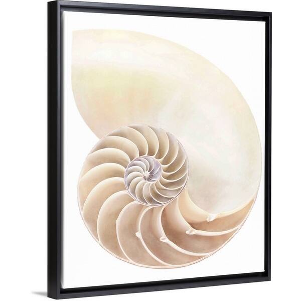 Shop Nautilus Shell Close Up Black Float Frame Canvas Art Overstock