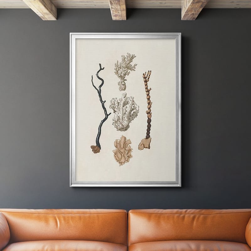 Knorr Shells & Coral V Premium Framed Print - Ready to Hang