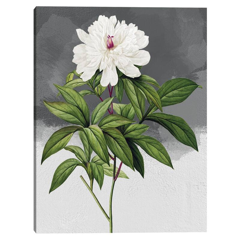White Peony Grey Canvas Art Print