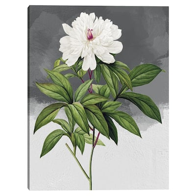 White Peony Grey Canvas Art Print