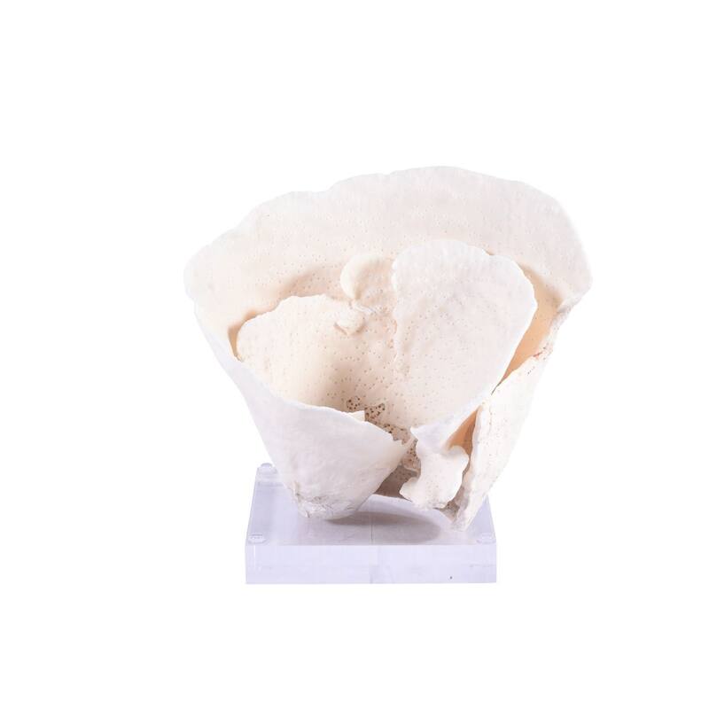 Cup Coral 7-10 Inch On Acrylic Base