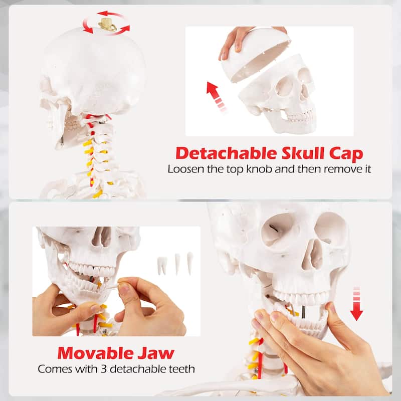 Costway 70.8" Life Size Human Skeleton Model Anatomical Skeleton with - as pic shows - See Details