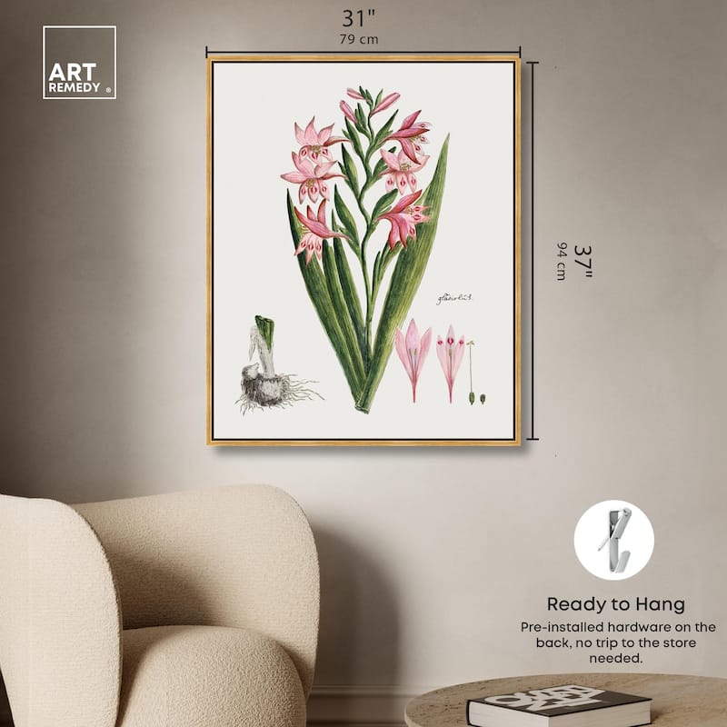 Gladiolus Carneus Canvas by Art Remedy