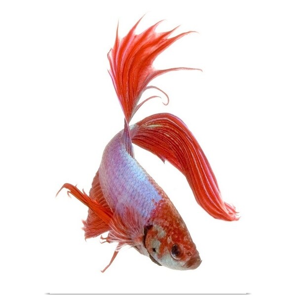 Shop Siamese Fighting Fish Betta Splendens Close Up