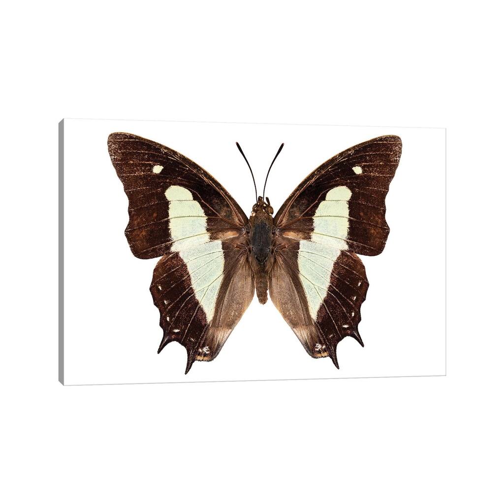 iCanvas "Polyura Athamas Athamas Butterfly" by Paul Rommer Canvas Print
