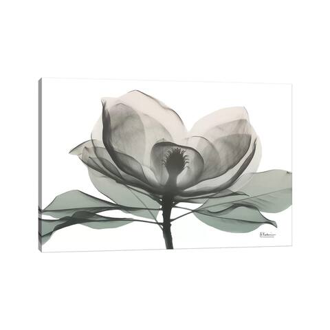 iCanvas "Sage Magnolia I" by Albert Koetsier Canvas Print